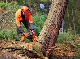  Kingston Estates, NJ Tree Care Pros