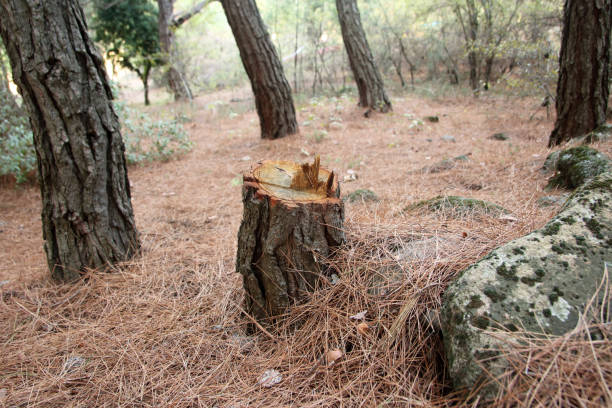 Reliable Kingston Estates, NJ Tree Care Solutions