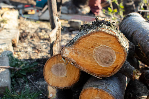 Best Tree and Shrub Care  in Kingston Estates, NJ