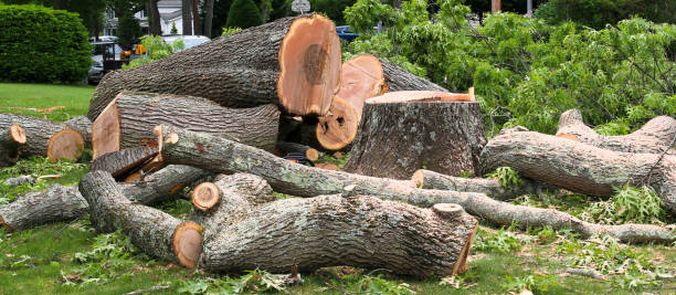 Best Tree Disease Treatment  in Kingston Estates, NJ
