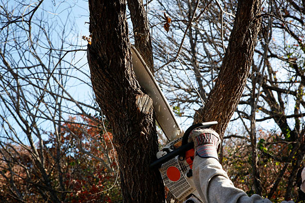 Best Grass Overseeding  in Kingston Estates, NJ