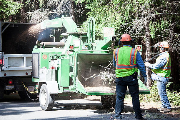 Best Arborist Consultation Services  in Kingston Estates, NJ
