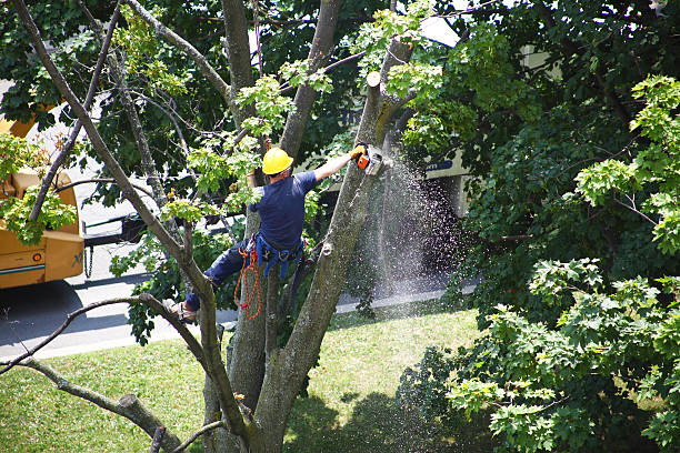 Best Weed Control  in Kingston Estates, NJ