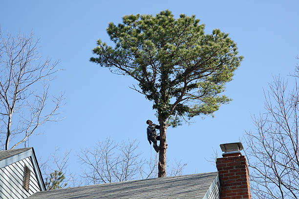 Best Firewood Processing and Delivery  in Kingston Estates, NJ