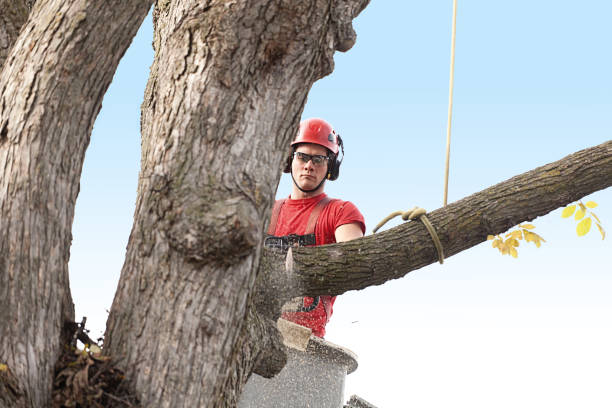 Best Tree Preservation Services  in Kingston Estates, NJ