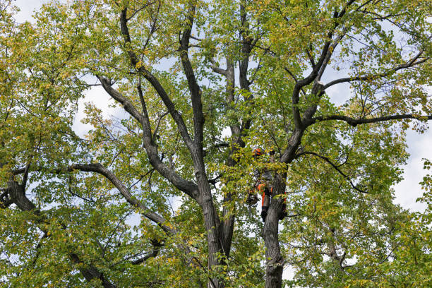 How Our Tree Care Process Works  in  Kingston Estates, NJ